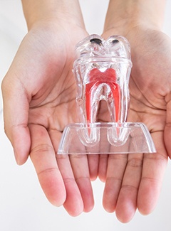 Person holding model of a tooth